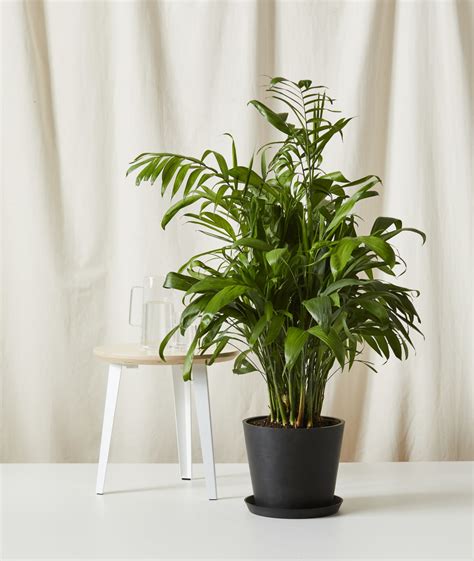 Buy Potted Bamboo Palm Indoor Plant | Bloomscape