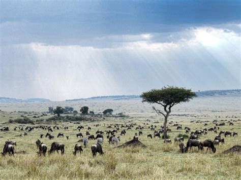 Historic Savanna Grassland Food Web