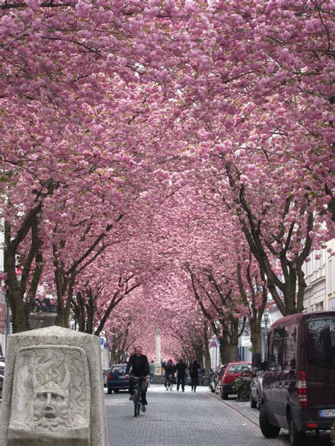 the hollywood north report: Chasing cherry blossoms in Bonn