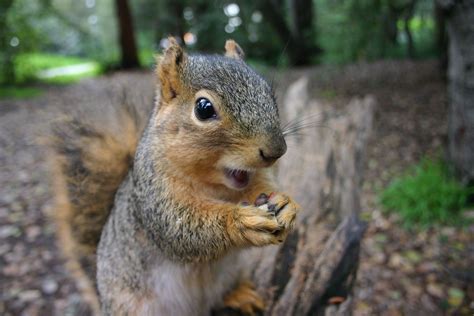 18 Surprising Facts About Squirrels