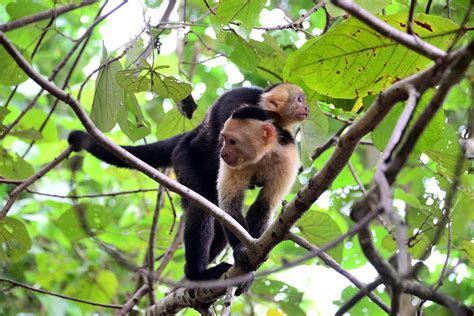 Whitehead Monkey In The Wildlife Preserve Curu Near Tambor, Peninsula Nicoya, Pazificcoast Of ...