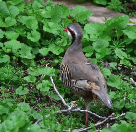 Chukar Partridge (?) standing | I am fairly certain this is … | Flickr