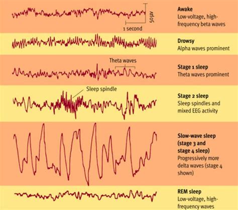 Stages of Sleep: What Happens When You Sleep?