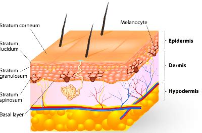 Layers Of The Hypodermis