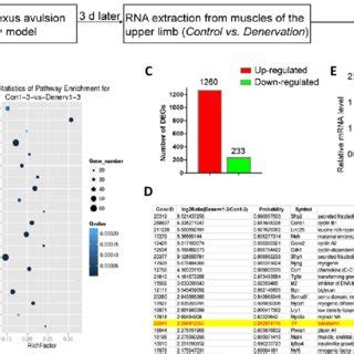 (PDF) Transferrin receptor 1 plays an important role in muscle ...