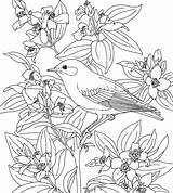 Nevada Mountain Bluebird Coloring Page  Free Printable Pages sketch template