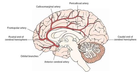 Pictures Of Anterior Cerebral Artery