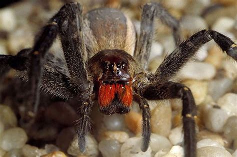 These Are The Most Venomous Creatures On Earth - The Noodle Box