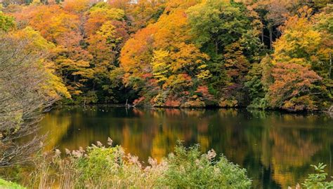 Premium Photo | Autumn forest landscape