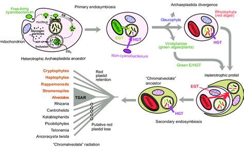 1. The proposed history of plastid endosymbiosis in photosynthetic... | Download Scientific Diagram