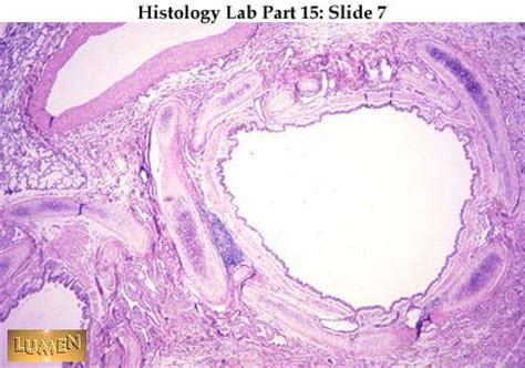 HistoLab Part 15