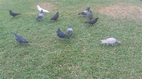 Dove and Pigeon Hybrid - YouTube