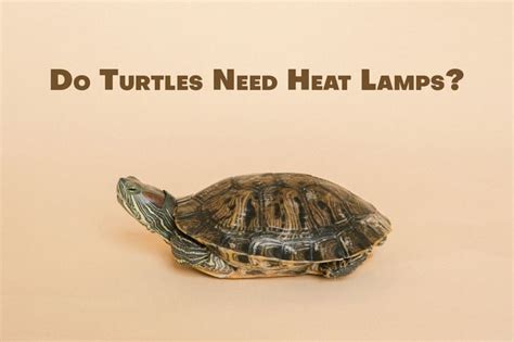 Do Turtles Need Heat Lamps to Thrive? (Explained) - Tortoise Website