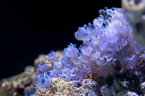 10 Best Soft Coral Species for Beginner Reef-Keepers