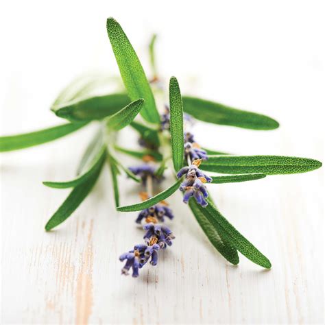 Rosemary Essential Oil Uses - Aromatherapy Well Being