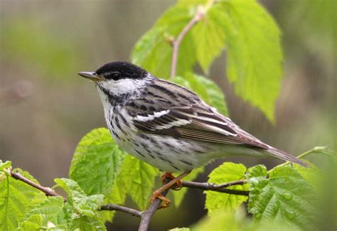 Blackpoll Warblers Migrate Up To 12,400 Miles Roundtrip Every Year | Sci.News