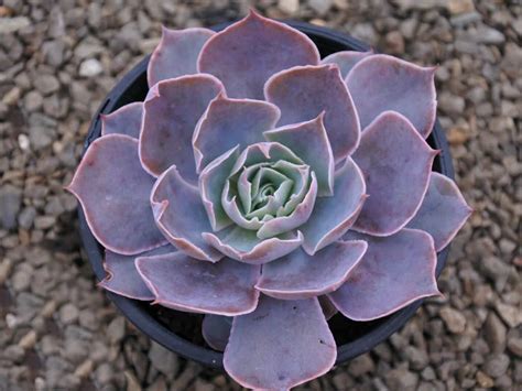 Top 10 Colorful Succulents - World of Succulents