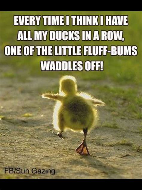 Pin by Tiffany Jones on Good Living | Duck memes, Funny quotes, Bones funny