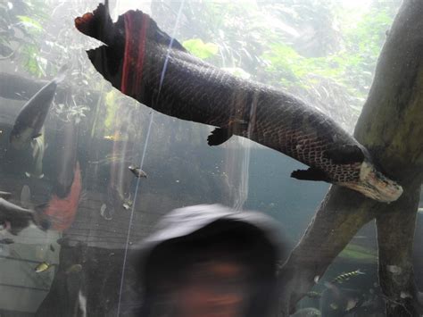 Arapaima, Amazon River Tunnel - ZooChat