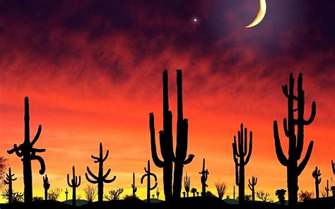 Desert Cactus Wallpapers - Top Free Desert Cactus Backgrounds - WallpaperAccess