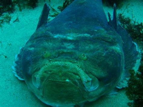 Stargazer Fish | Oceans of the world, Stargazing, Ocean