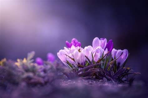 Download Close-up Purple Flower Flower Nature Crocus HD Wallpaper