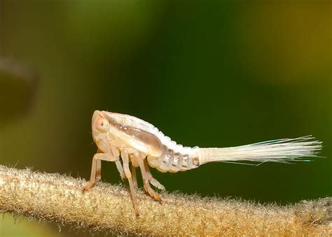 Leafhoppers, treehoppers, and planthoppers in the Brisbane area, Queensland, Australia-pictures ...