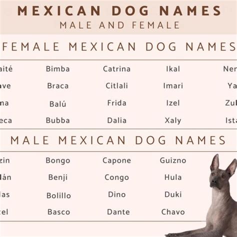 What Is The Mexican Dog Called