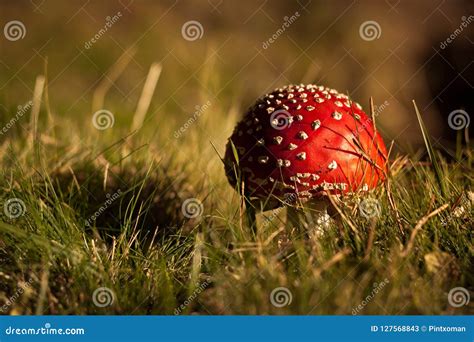 Mushroom Amanita Mushroom In Its Habitat. Stock Image - Image of ...