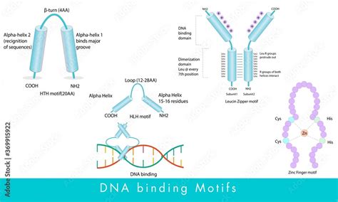 DNA binding motifs like HLH or helix loop helix motif, Helix turn helix HTH motif, Leucine ...