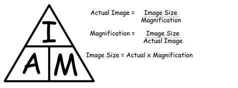 Diagram of B1.1 — Microscopes | Quizlet