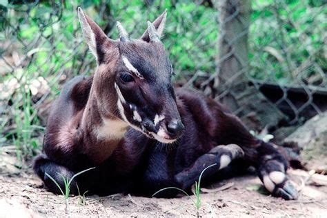 15 Saola ideas | saola, endangered animals, mammals