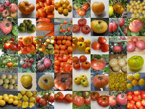 How to Choose Tomato Varieties to Grow in Your Garden | Tomato garden, Types of tomatoes ...