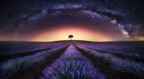 Download Milky Way Starry Sky Night Sky Lonely Tree Tree Landscape Field Nature Purple Flower ...