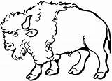 Free Buffalo And Bison Coloring Pages sketch template