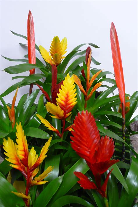 Bromeliad Vriesea | Exotic flowers, Plants, Bromeliads