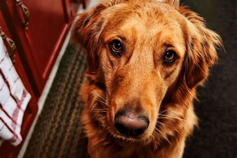 What Is A Red Golden Retriever? – ruffeodrive