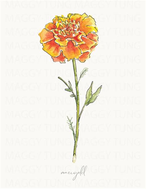 October Marigold Birth Flower Watercolor Print PDF - Etsy in 2022 | Birth flowers, Birth flower ...