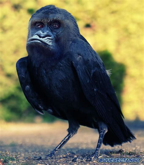 Yikes, these animal hybrids are so hilariously terrifying in 2020 | Photoshopped animals, Animal ...