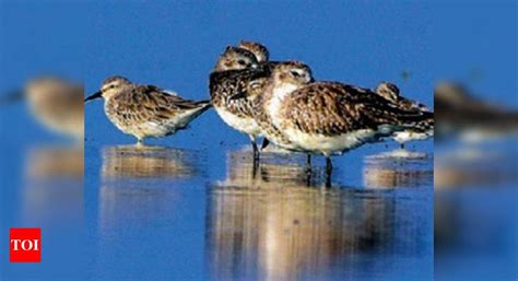 Pulicat Lake: Rare birds spotted at Pulicat, naturalists cheer | Chennai News - Times of India