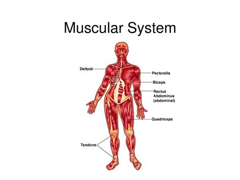 Muscular Diagram Labeled