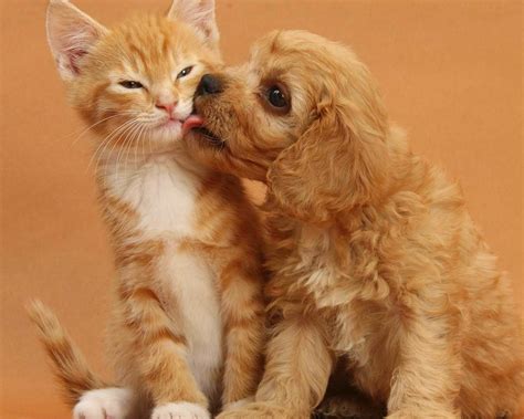 Dog & Cat Kissing : r/aww