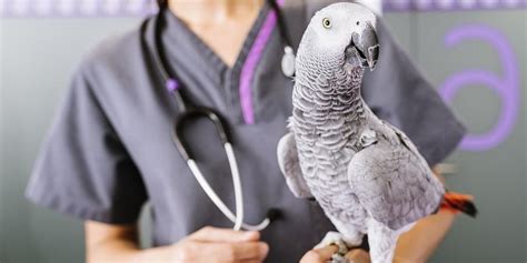 5 Fun Facts About Pet Birds - The Pet Clinic