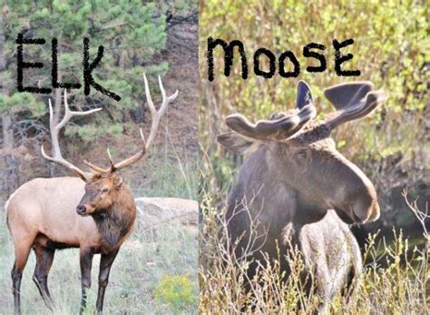 Moose or Elk? – How To Tell The Difference