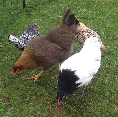 Lakenvelder For Sale | Chickens | Breed Information | Omlet