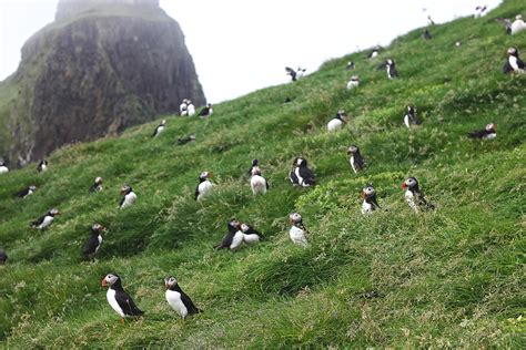 Mykines-puffins-Faroe islands | The Culture Map