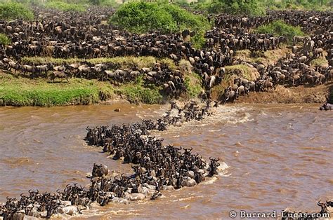 Photographing a Wildebeest Migration