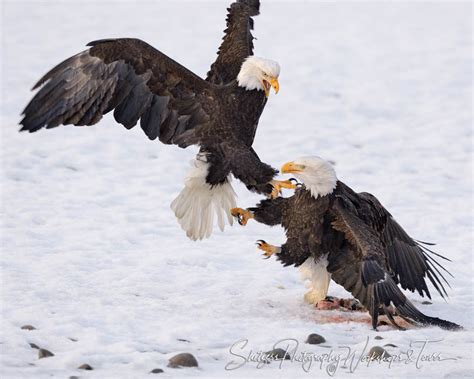 Bald Eagles attack with talons on snow - Shetzers Photography