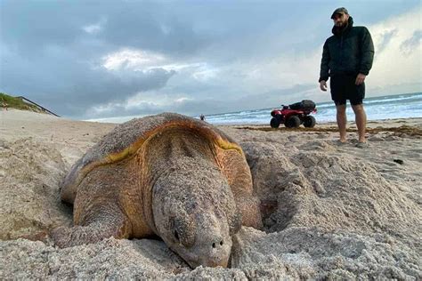 Sea Turtle Nesting Season in Full Swing - ScienceBlog.com