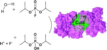 Organophosphorus acid anhydrolase bio-template for the synthesis of CdS quantum dots - Chemical ...